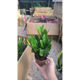Cây kim tiền giúp gia chủ thu hút tài lộc