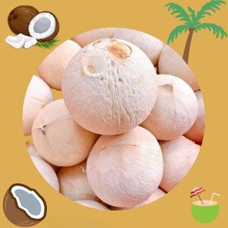 Dừa Xiêm & Dứa gọt trọc (Set 12 trái) - Size lớn và nhỏ