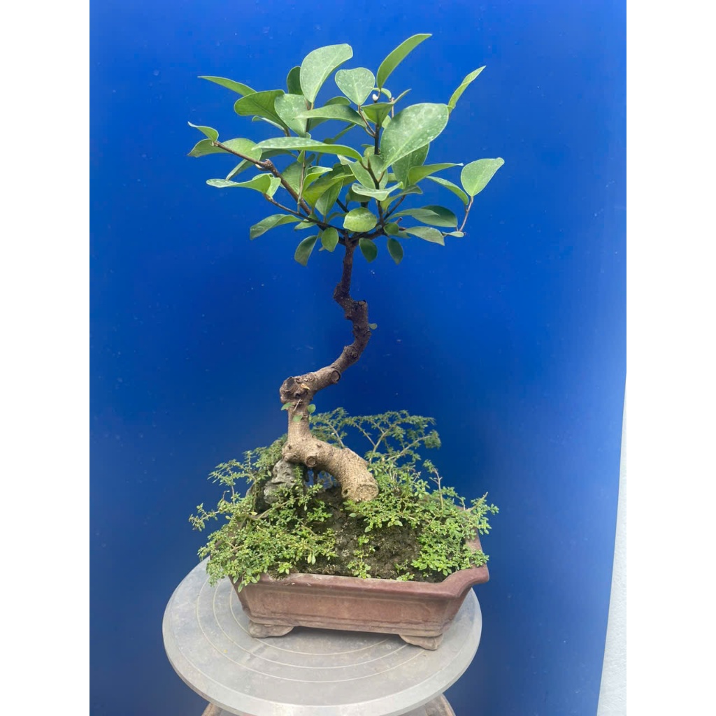 cây sanh, si búp đỏ mini bonsai