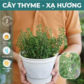 Cây Xạ Hương Thyme JUN GARDEN gia vị Âu, cây thơm