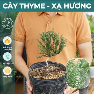 Cây Xạ Hương Thyme JUN GARDEN gia vị Âu, cây thơm