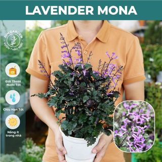 Cây Hoa Mona Lavender JUN GARDEN màu tím