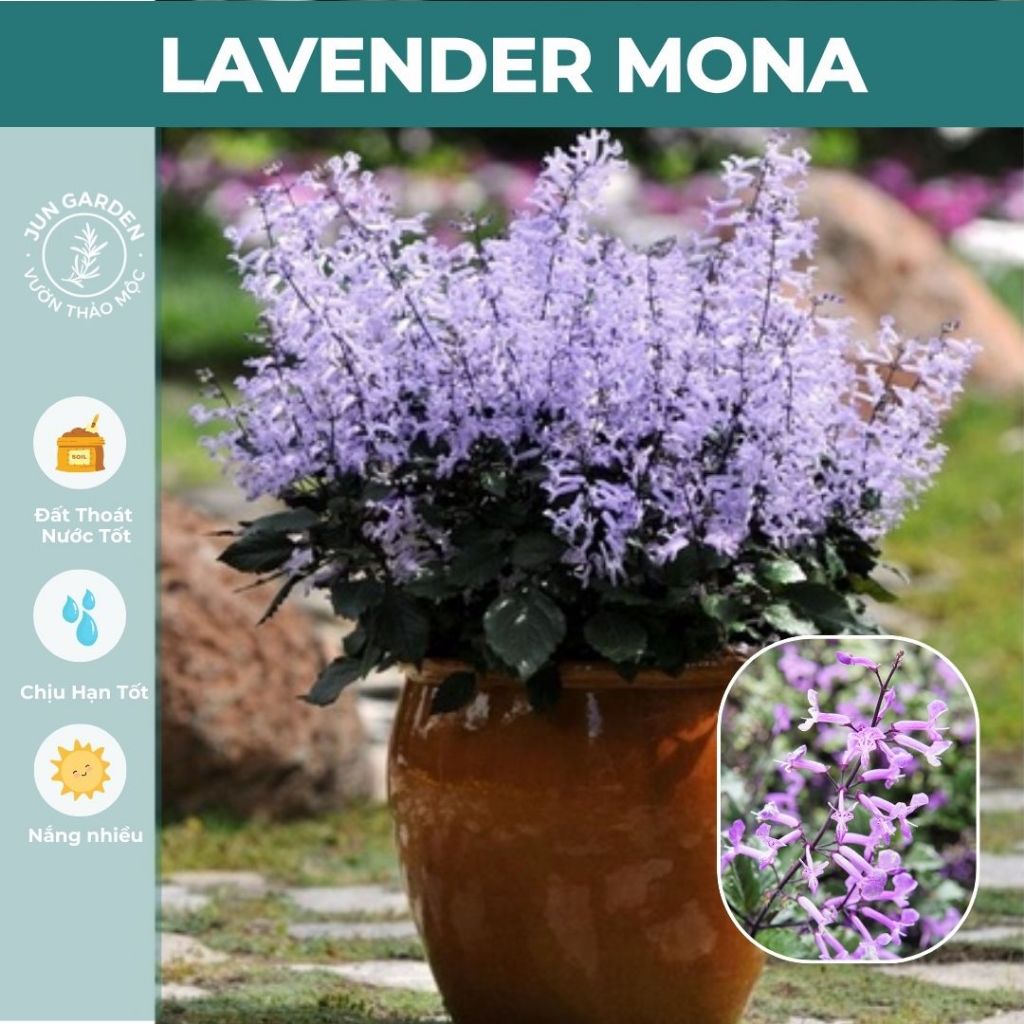 Cây Hoa Mona Lavender JUN GARDEN màu tím