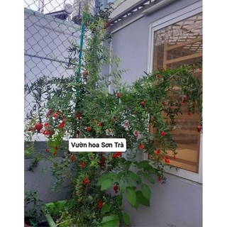 (VHST giao trong ngày) Cây LỰU ẤN ĐỘ đang hoa.
