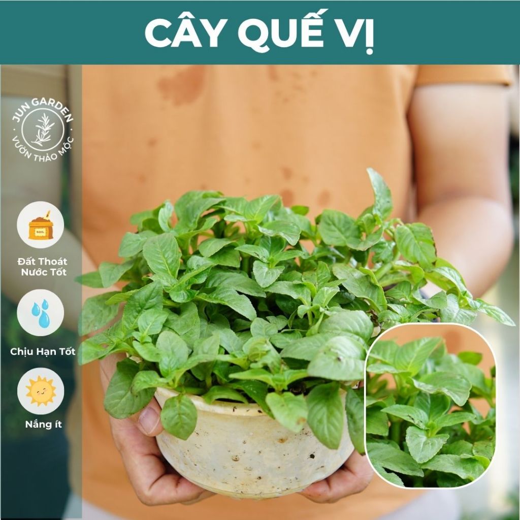 Chậu Cây Rau Quế Vị JUN GARDEN