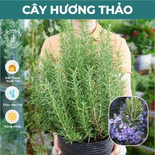 Cây Hương Thảo JUN GARDEN size lớn