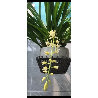 Kiếm cánh bầu hải phòng