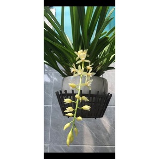 Kiếm cánh bầu hải phòng