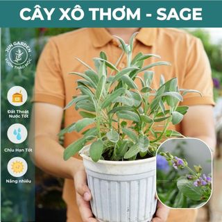 Cây Xô Thơm Sage JUN GARDEN