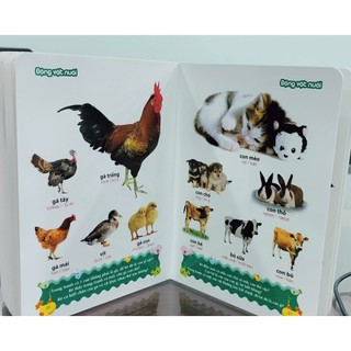 Sách: Từ Điển Tranh Về Con Vật B100 (Bìa Cứng)