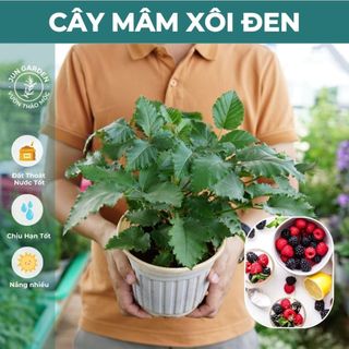 Cây Mâm Xôi JUN GARDEN trái đỏ và đen