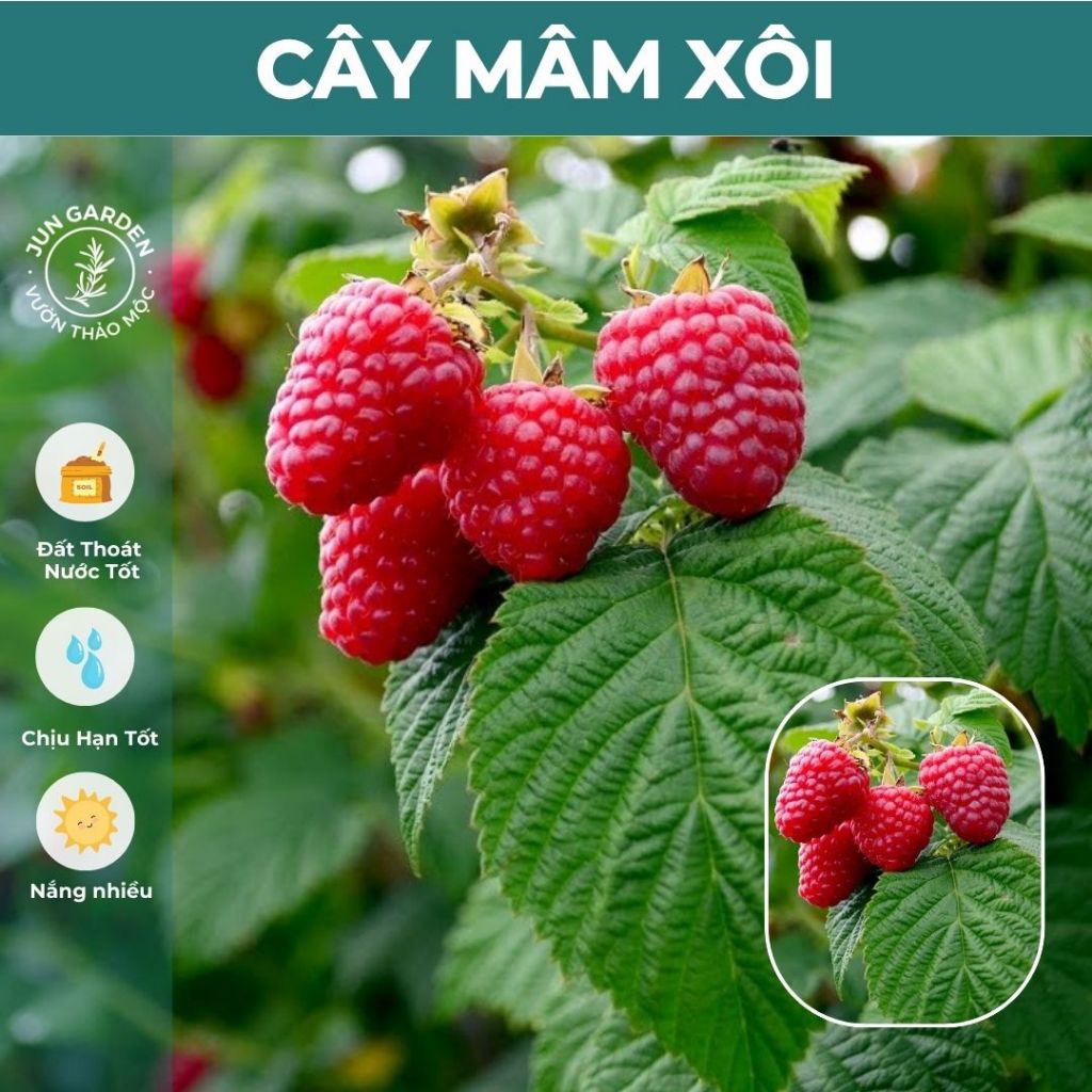 Cây Mâm Xôi JUN GARDEN trái đỏ và đen