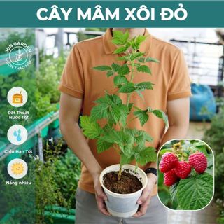 Cây Mâm Xôi JUN GARDEN trái đỏ và đen