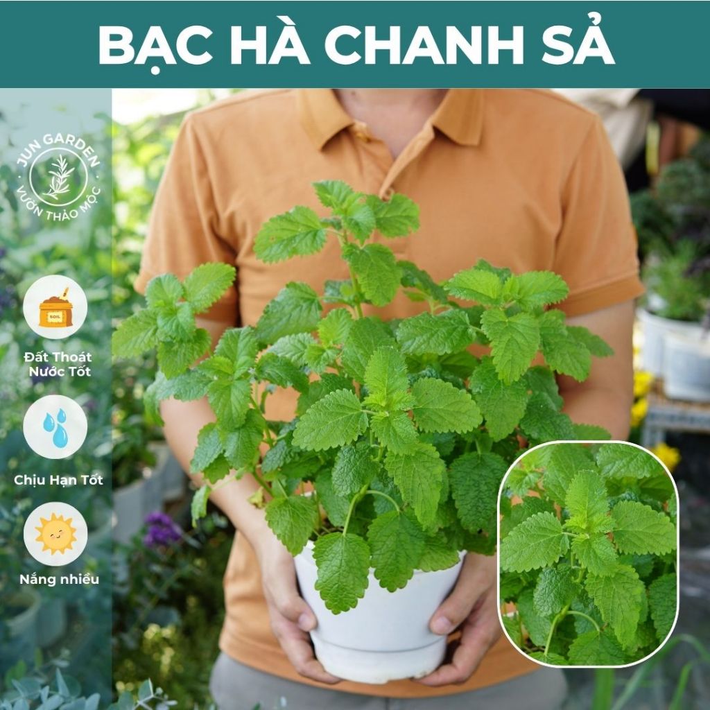 Cây Bạc Hà Chanh Sả JUN GARDEN Lemon Balm