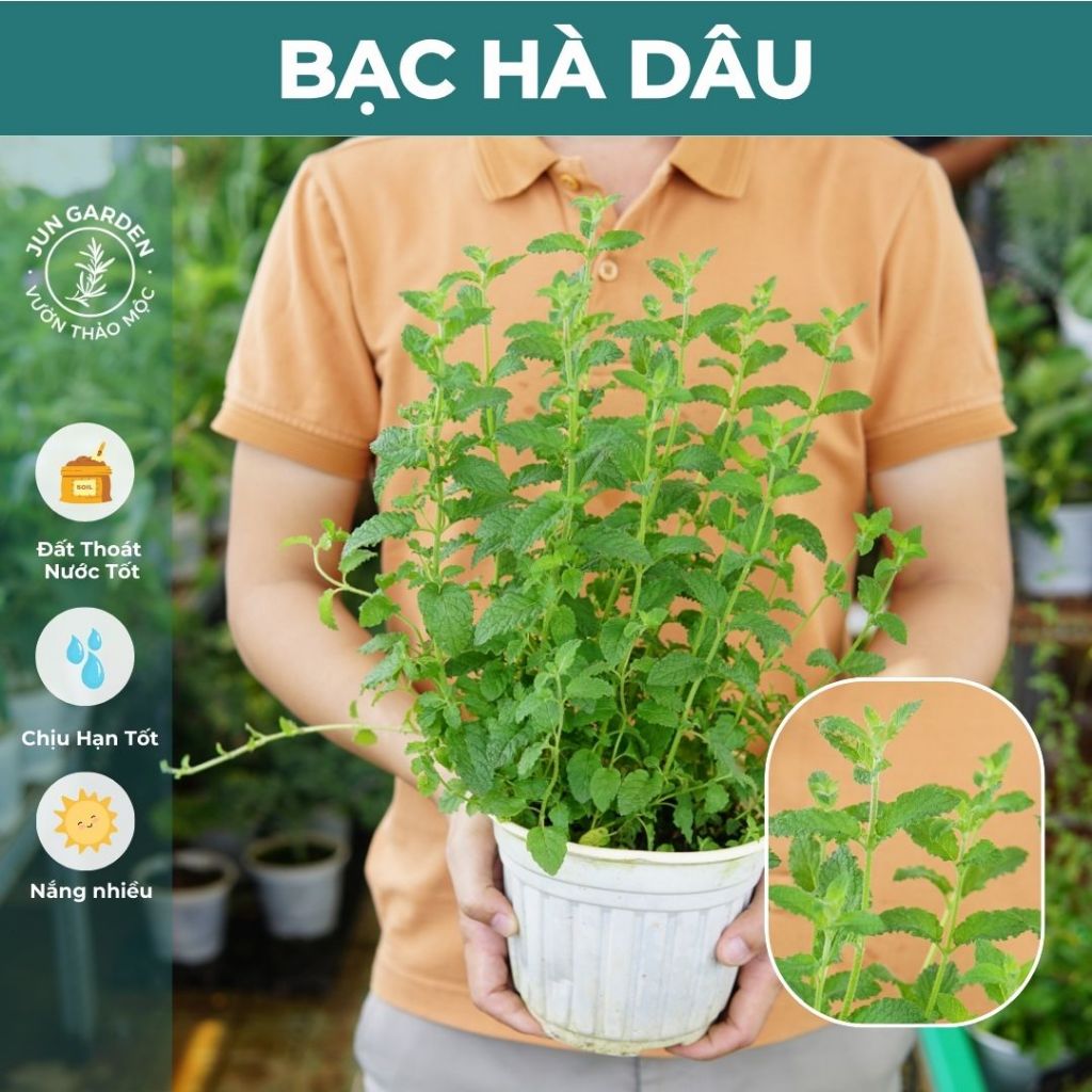 Bạc Hà Dâu JUN GARDEN Strawberry Mint
