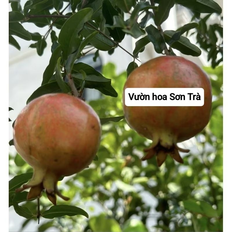 (VHST giao trong ngày) Cây LỰU ẤN ĐỘ đang hoa.