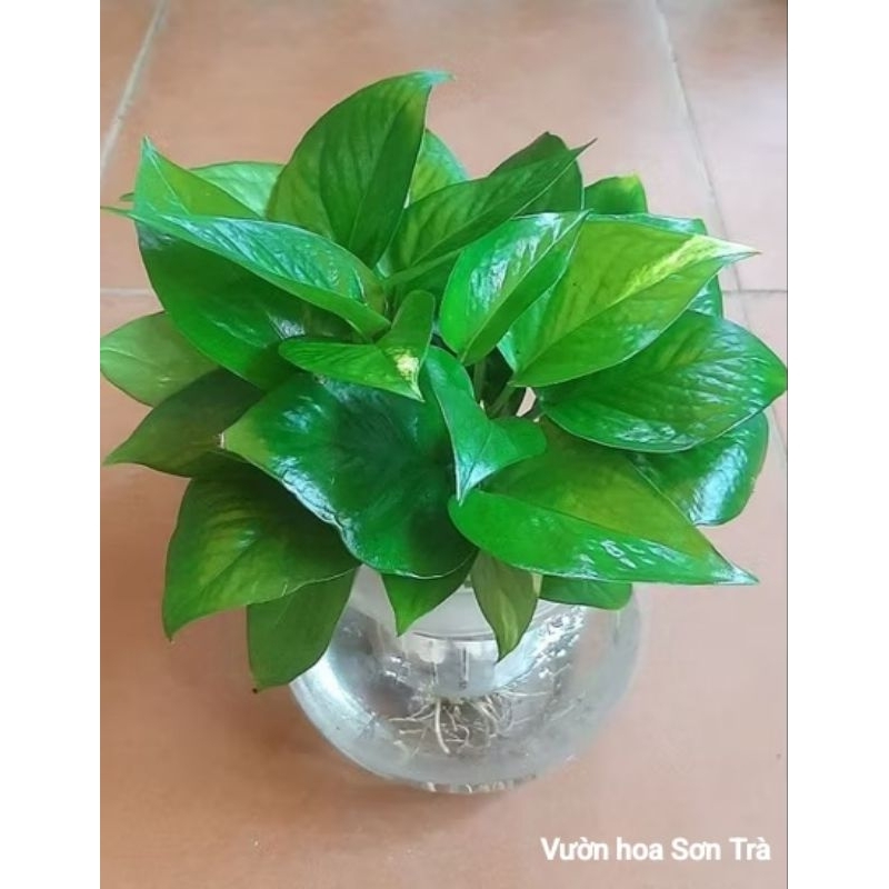 (VHST giao trong ngày) TRẦU BÀ THỦY SINH, chậu cây để bàn.
