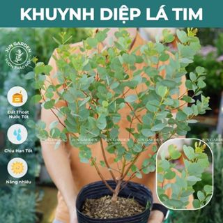 Cây Khuynh Diệp Đô La - Lá Tim JUN GARDEN