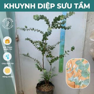 Cây Khuynh Diệp - Đô La Bạc Sưu Tầm Trang Trí Đẹp Và Thơm Jun Garden