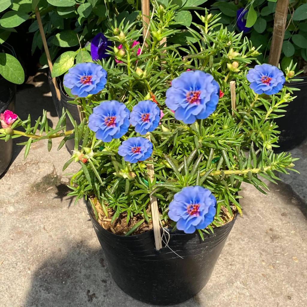 Hạt giống hoa 10h xanh đẹp