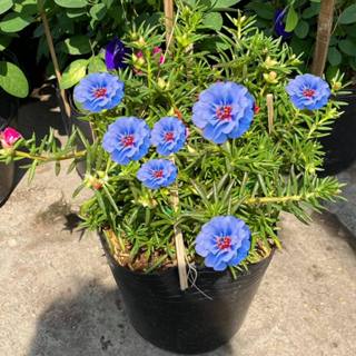 Hạt giống hoa 10h xanh đẹp