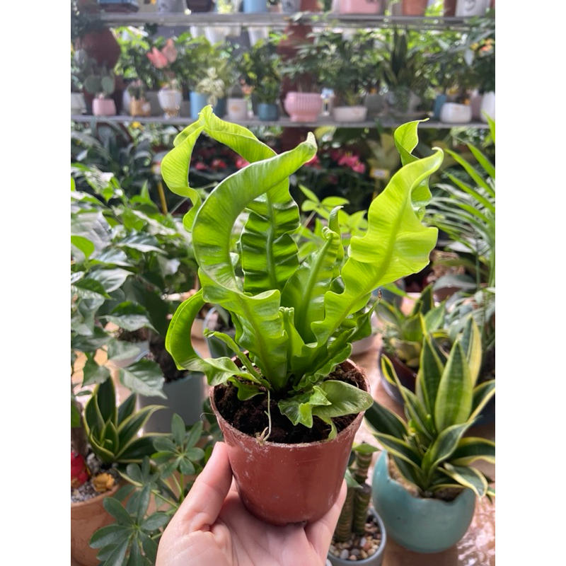 Cây ráng ổ phụng