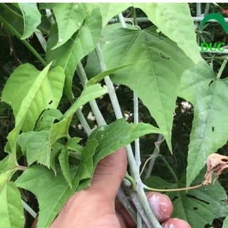 Trà Dây Chìa vôi tự nhiên tươi và sấy khô 1kg (lá 3 cạnh)
