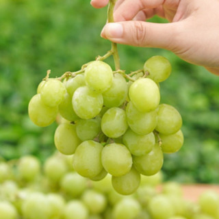 [HẾT HÀNG] Nho Xanh Nhập Khẩu Không Hạt Giòn Ngọt - FoodMap Fruits