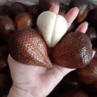 Mây Inđo Salak Gula lưỡng tính ( 2 Cây )