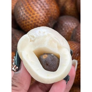 Mây Inđo Salak Gula lưỡng tính ( 2 Cây )