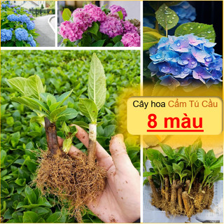 Cây hoa cẩm tú cầu đổi màu ( 1 cây - Khách chọn màu ) - Chịu nhiệt tốt, hoa nở quanh năm