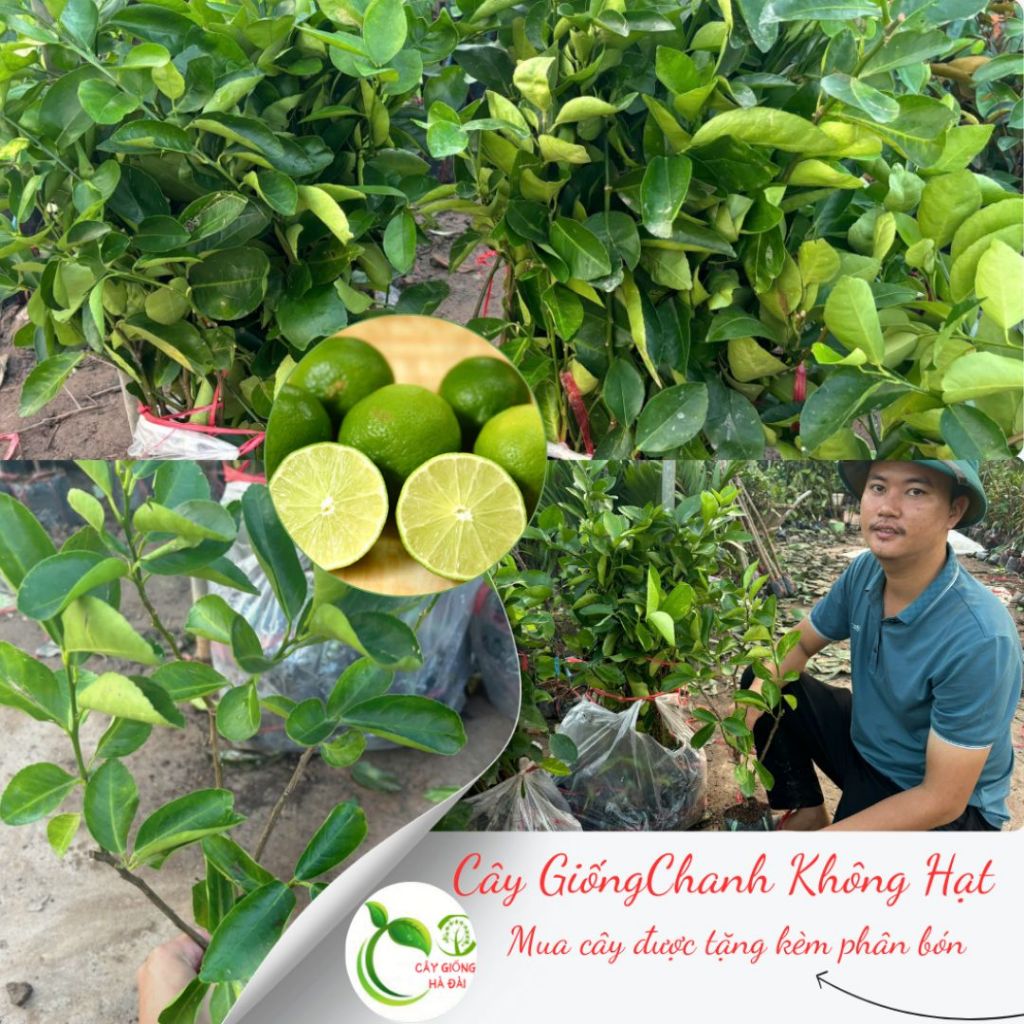 COMBO 2 CÂY GIỐNG CHANH KHÔNG HẠT QUẢ TO MỌNG NƯỚC ( tặng kèm phân bón)