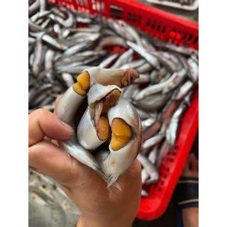 Cá Trứng ngon loại 1