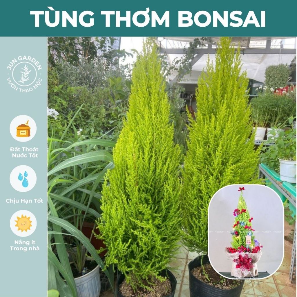 Cây Tùng Thơm, Tùng Chanh Dáng Tree Bonsai Jun Garden