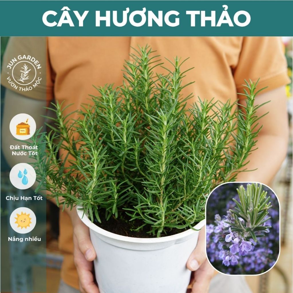 Cây Hương Thảo đuổi muỗi JUN GARDEN