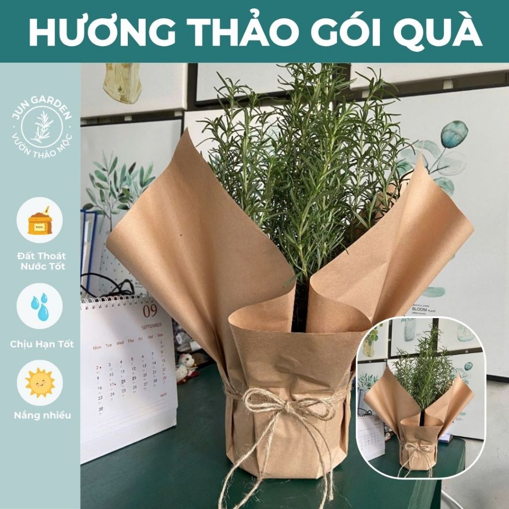 Cây Hương Thảo Rosemary gói giấy JUN GARDEN