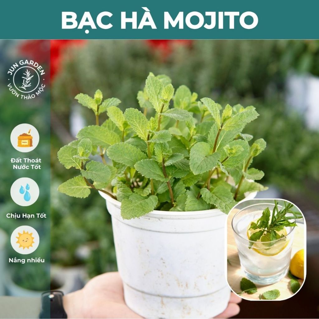 Cây Bạc Hà Mojito Mint Chuẩn Giống Jun Garden