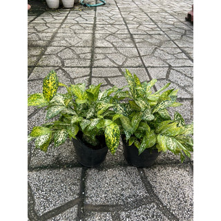 Trúc Nhật đốm
