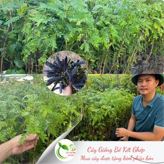 COMBO 2 CÂY GIỐNG BỒ KẾT GHÉP KHÔNG GAI TỪ MẮT GHÉP TRỞ LÊN CAO 60 CM TRỞ LÊN( tặng kèm phân bón)