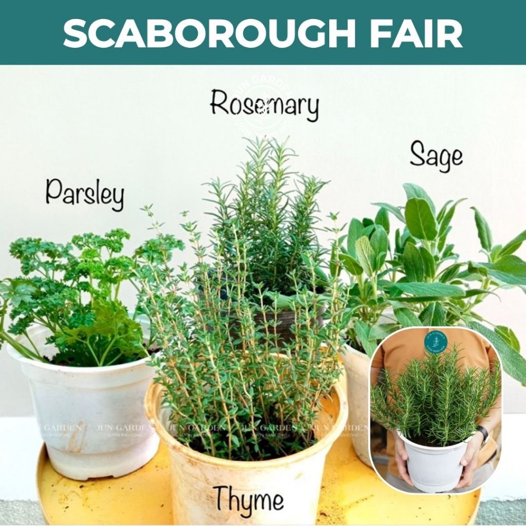 Combo “Scaborough Fair” JUN GARDEN thảo mộc âu