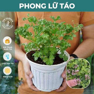 Cây Phong Lữ Táo JUN GARDEN Apple Geranium