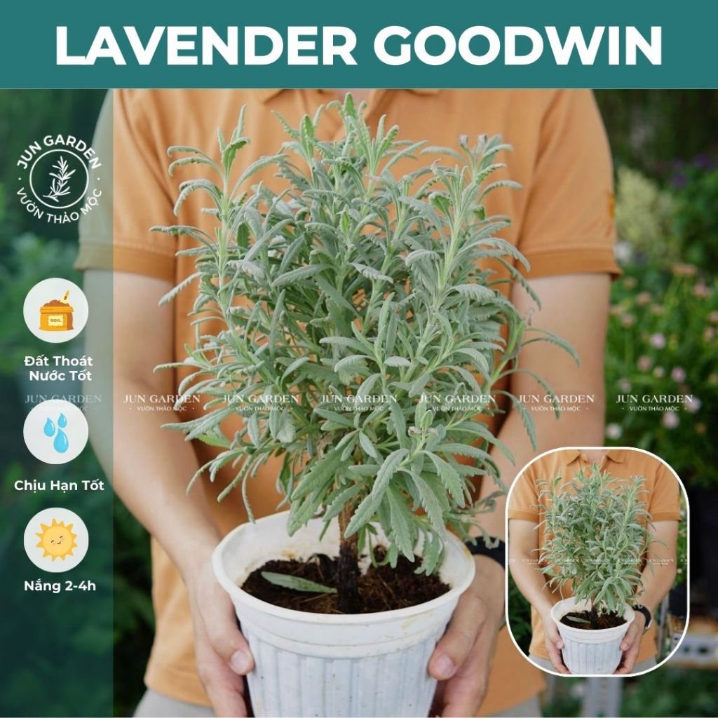 Cây Lavender Goodwin JUN GARDEN dáng tree bonsai
