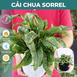 Cải chua Sorrel Gân Đỏ JUN GARDEN