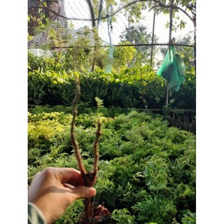 COM BO 5 CÂY ĐINH LĂNG GIỐNG TẶNG KÈM 1 CÂY VÀ PHÂN BÓN LÓT