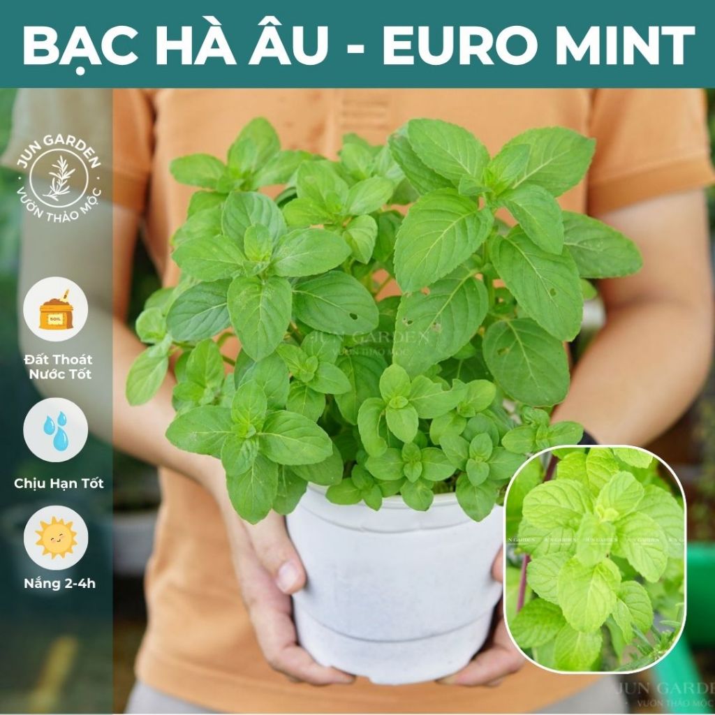 Bạc Hà Âu Euromint JUN GARDEN