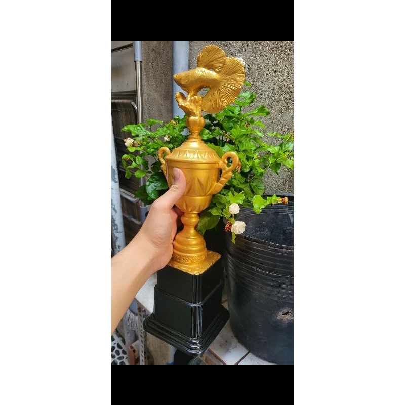 CÚP C1 CÁ BẢY MÀU ( GUPPY ) DÀNH ĐỂ TRANG TRÍ