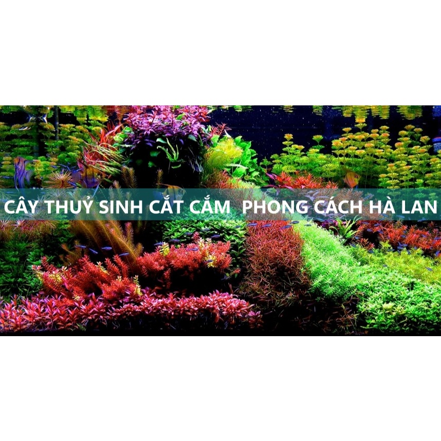 Cây thuỷ sinh phong cách Hà Lan | Bộ sưu tập cây cắt cắm màu đỏ – xanh – tím đẹp, dễ trồng, lên màu nhanh