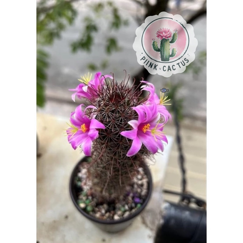 Xương rồng móc câu -mini size