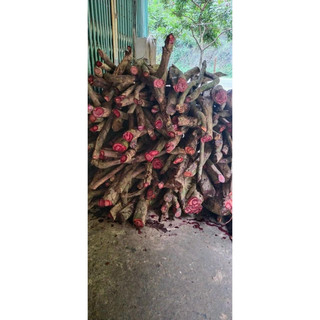 cỏ máu tăng cân