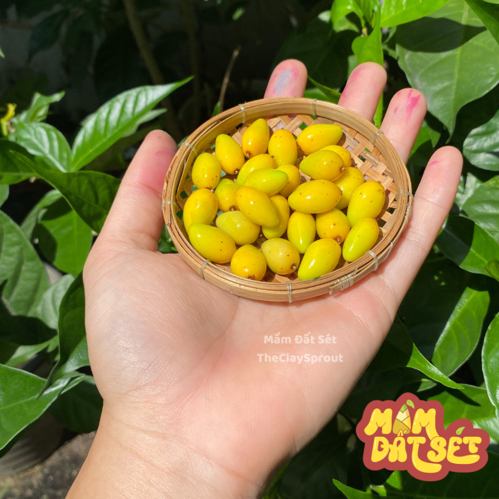 Quả xoài chín mini cho nhà búp bê từ đất sét tỉ lệ 1/6
